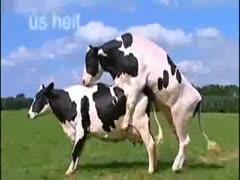 In this entertaining zoophilia movie, cows and even horses are shown having untamed, brutal sex in the wild.